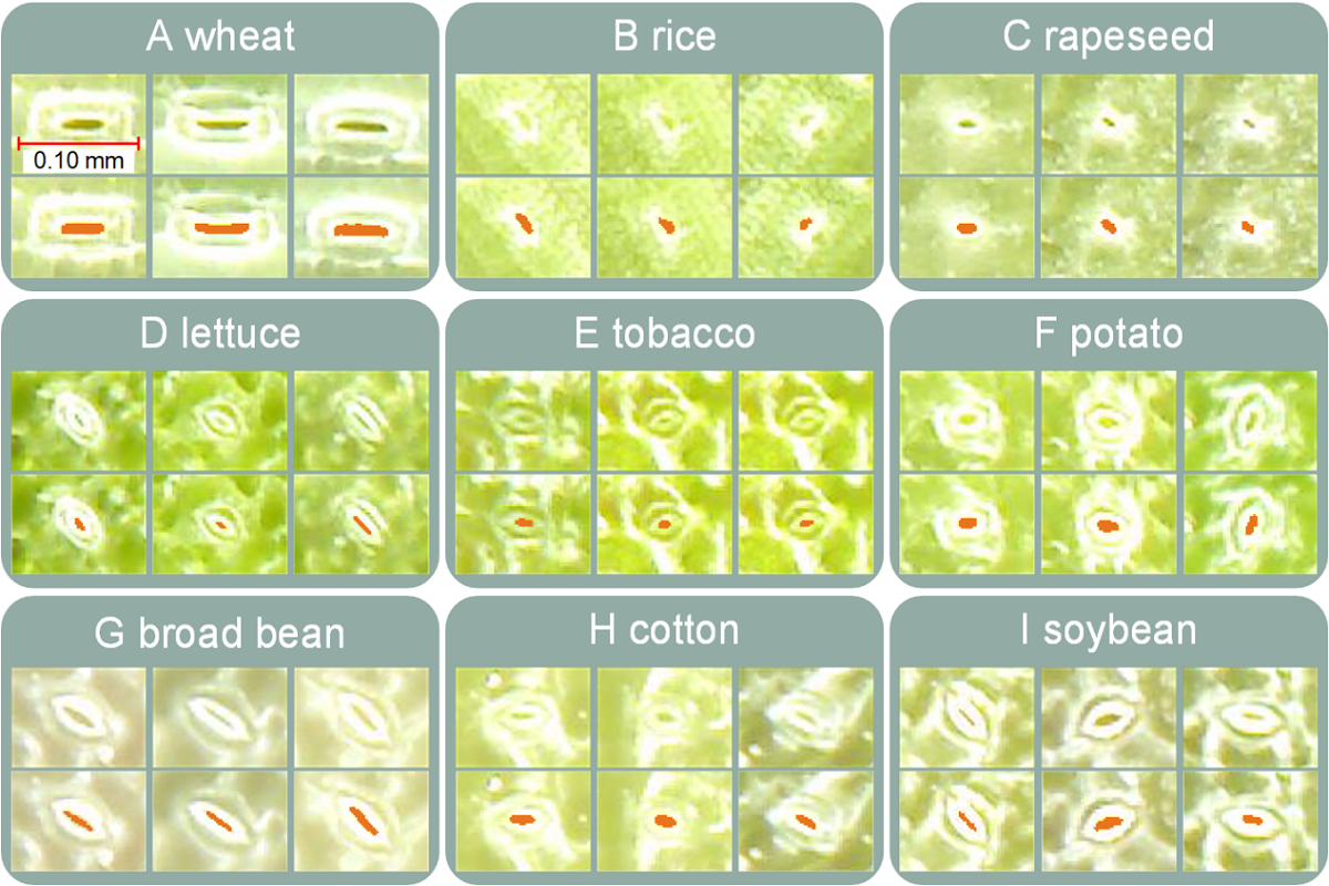 图3 不同作物的叶片气孔分割结果