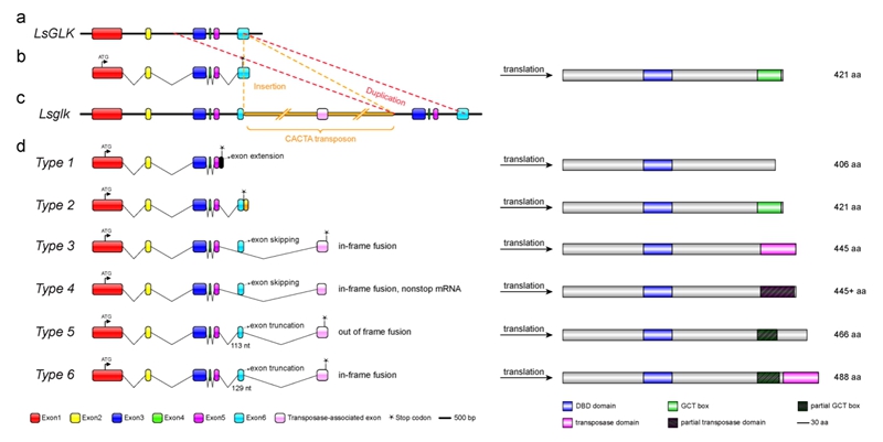 图5：CACTA转座子插入LsGLK基因并导致可变剪接