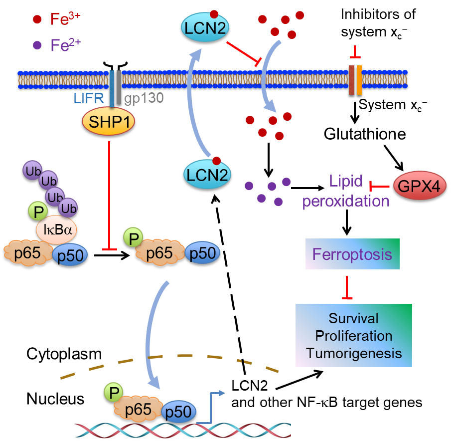 LIFR通过调控LCN2的表达促进肝细胞对铁死亡信号响应的机制模式图