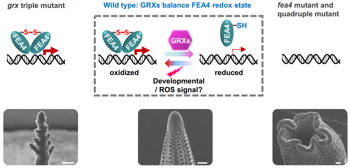 图2. 玉米三个GRX蛋白通过精细调控靶蛋白FEA4的氧化还原状态促进穗发育与形态建成