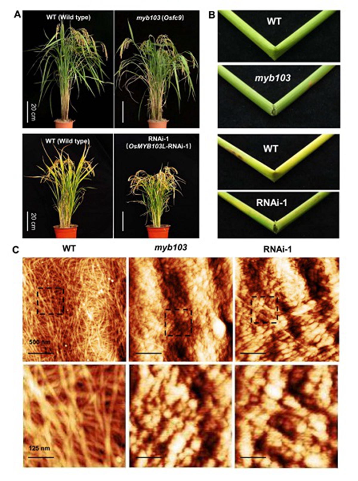 OsMYB103L突变体和转基因植株表型和微纤丝纳米结构观测       华中农大供图