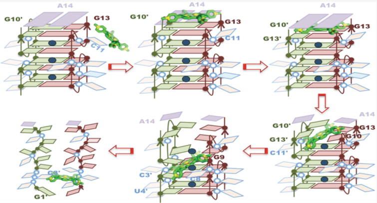 图 1 TMPyP4破坏G-四链体结构机制