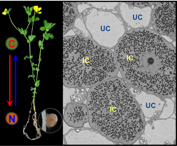 图1：豆科植物共生固氮中的碳-氮营养交换及根瘤中的侵染与非侵染细胞