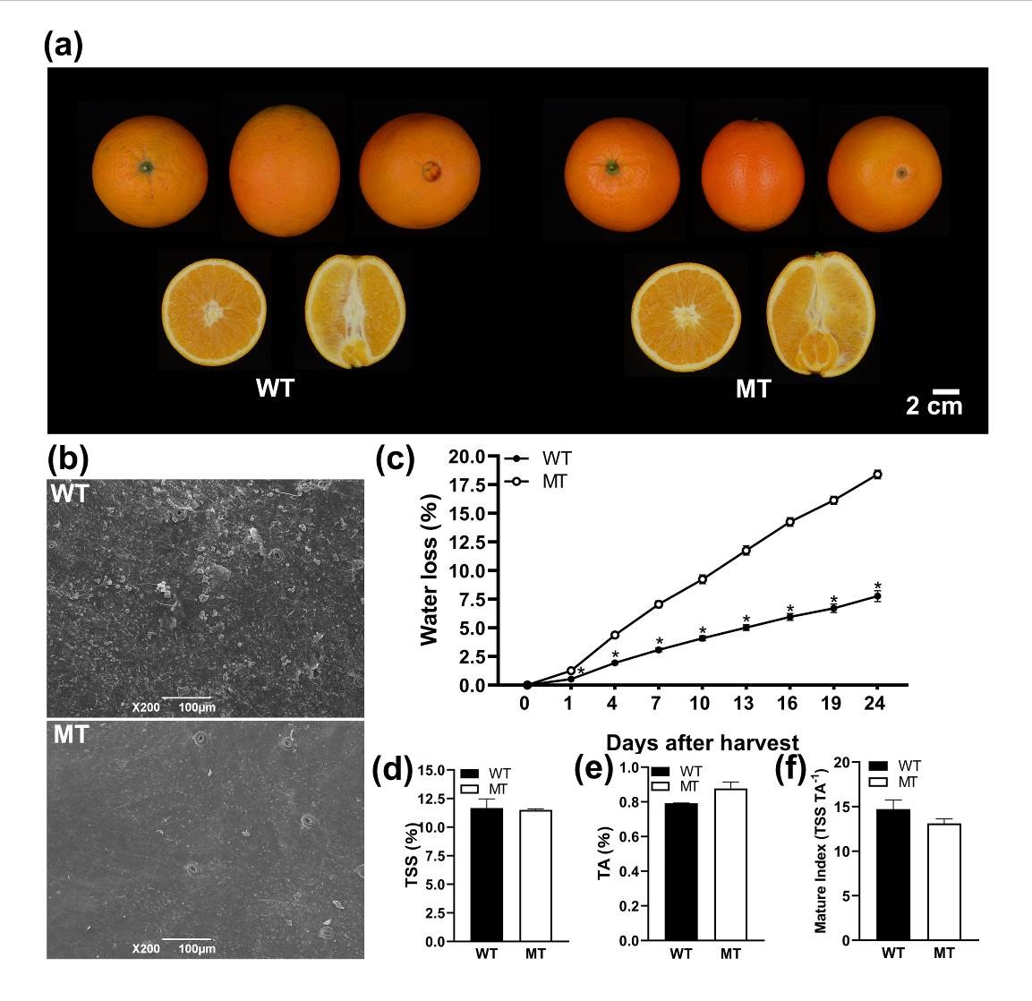 图1 纽荷尔脐橙（WT）及其光亮型突变体“赣南1号”（MT）的果实品质评价