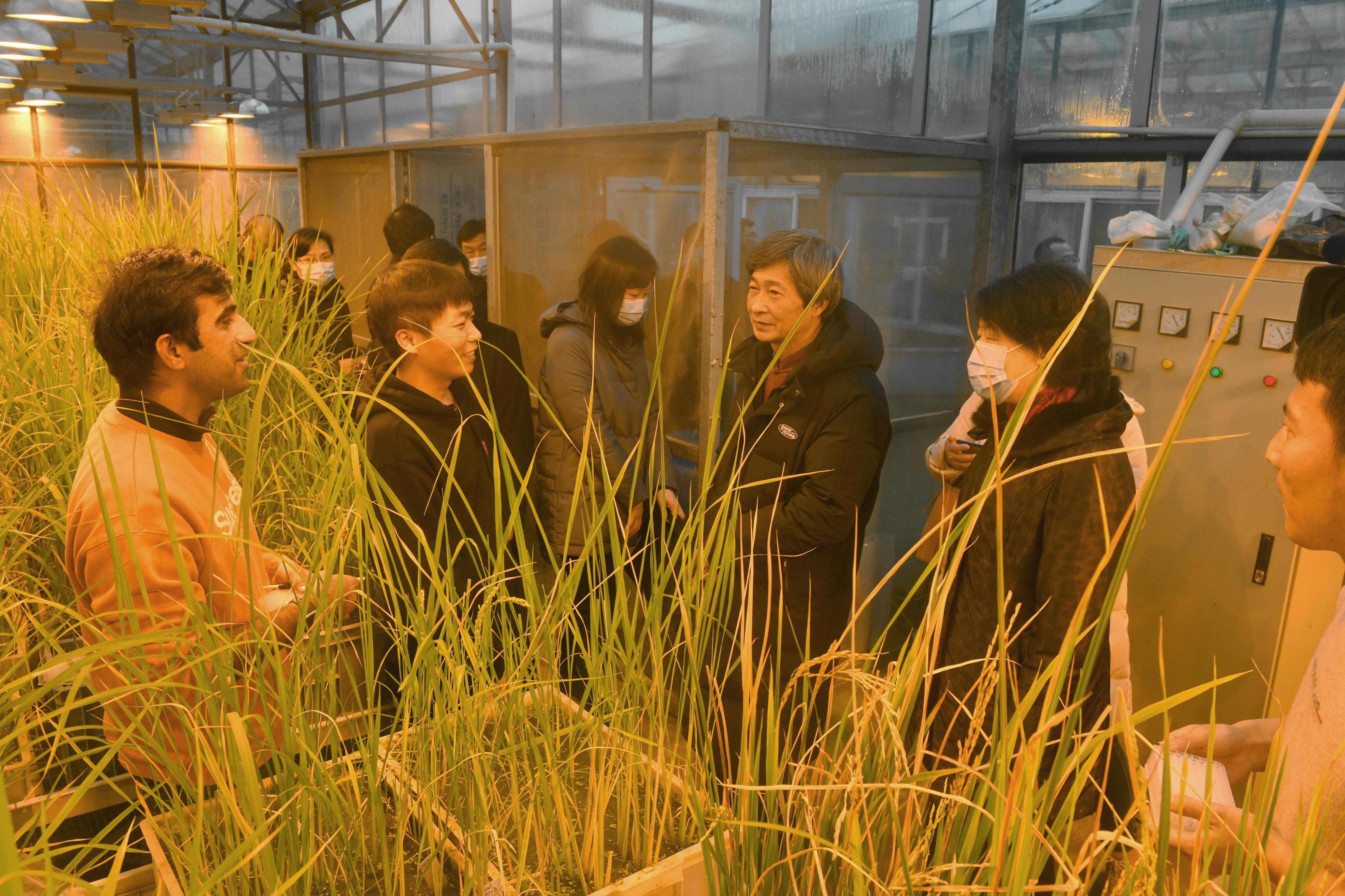 肖菊华一行与水稻温室里开展科学研究的同学们热情交流（刘志伟 摄）