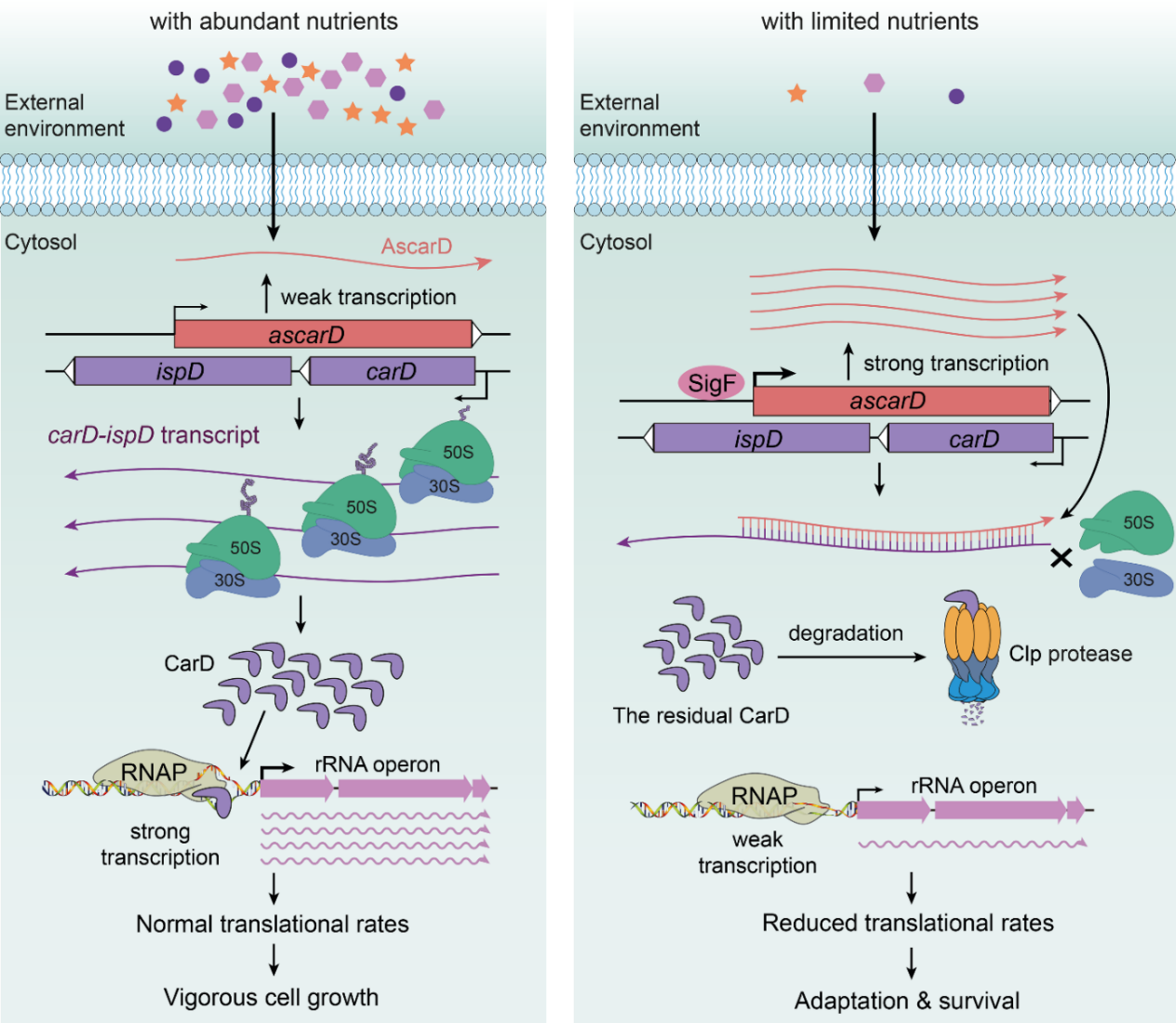 图3 反义RNA和Clp蛋白酶共同调节CarD介导分枝杆菌饥饿响应