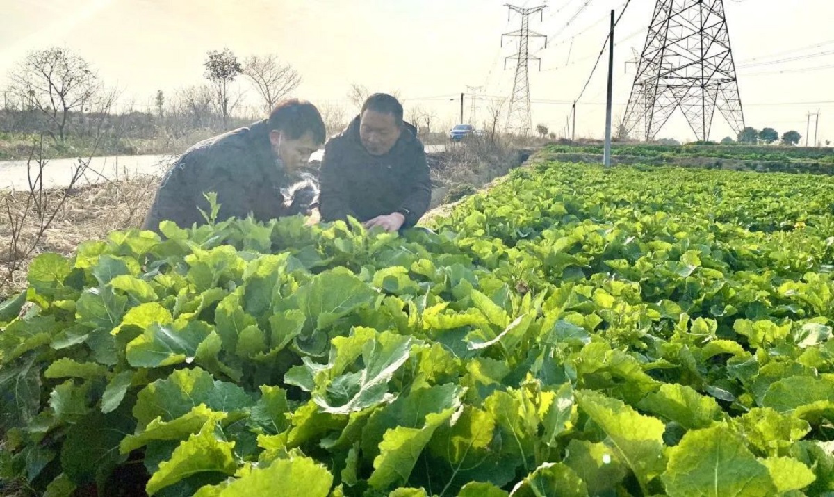 荆门市团林铺镇农民种植的高油酸油菜