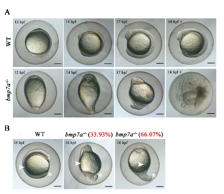 野生型和bmp7a突变体胚胎中的纯合致死表型观察