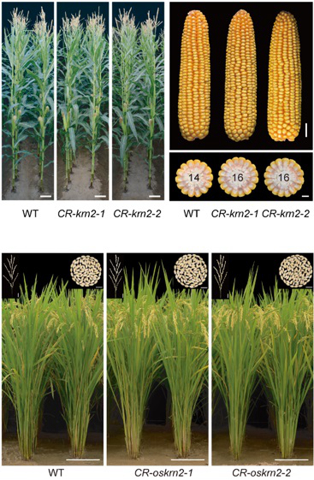 基因编辑KRN2 可以同时提高玉米和水稻的产量      受访者供图