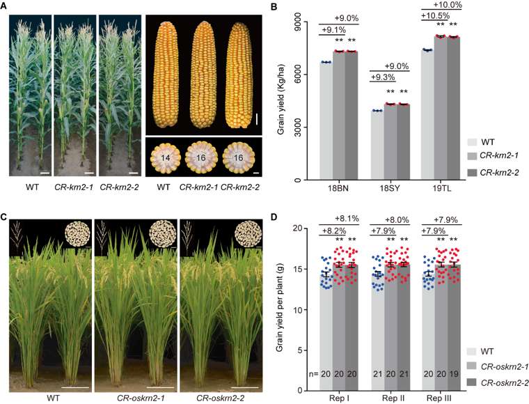 基因编辑KRN2可以同时提高玉米和水稻的产量