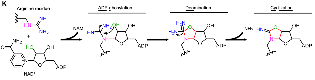 图1：CopC在钙调蛋白辅助下催化的新型蛋白质翻译后修饰ADPR-deacylization。