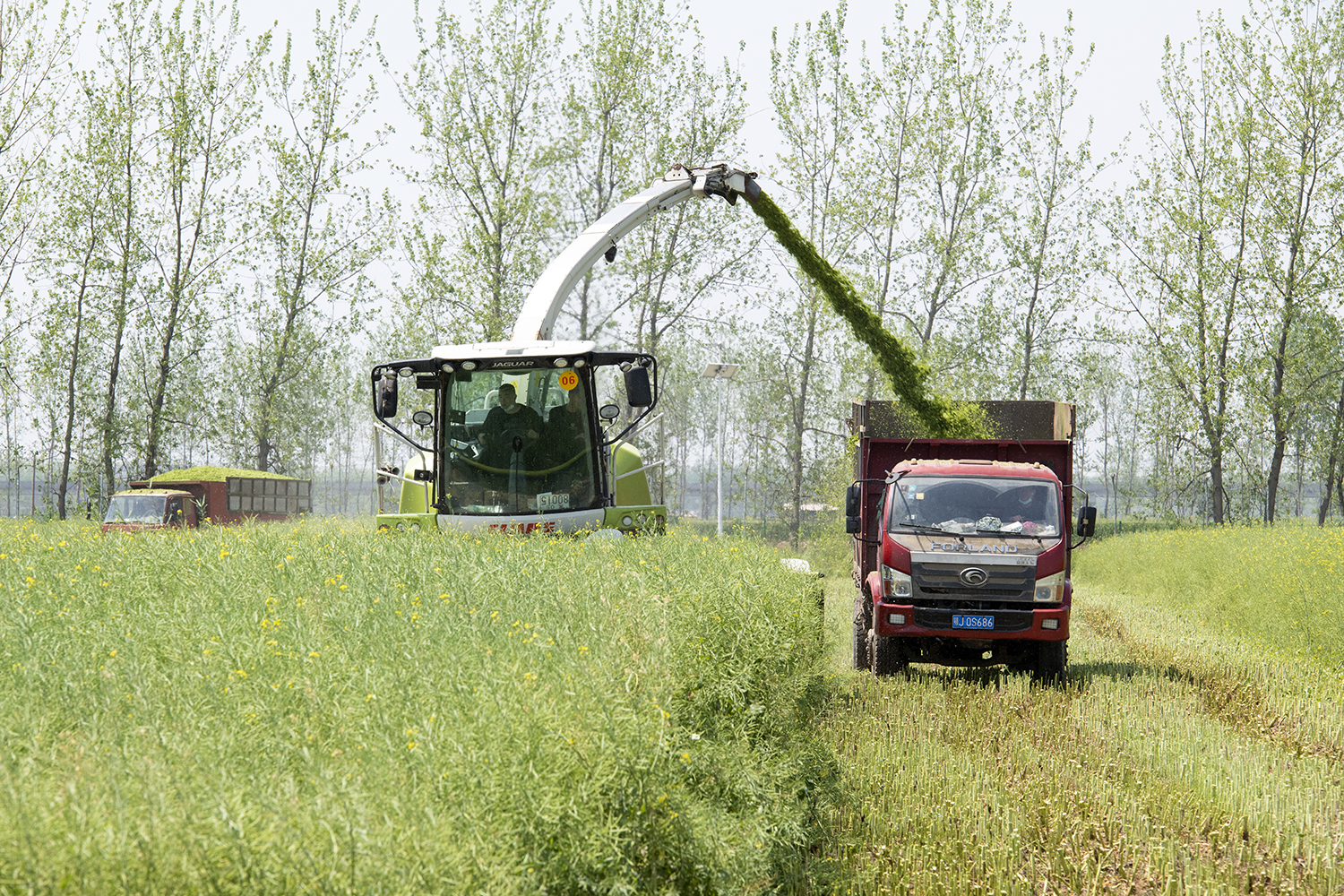 工人们驾驶大型农机将饲料油菜收作青储饲料（记者 刘涛 摄）