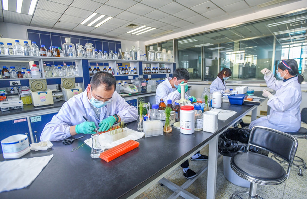 在洪山实验室，科研人员正在进行水稻研究。华中农业大学供图