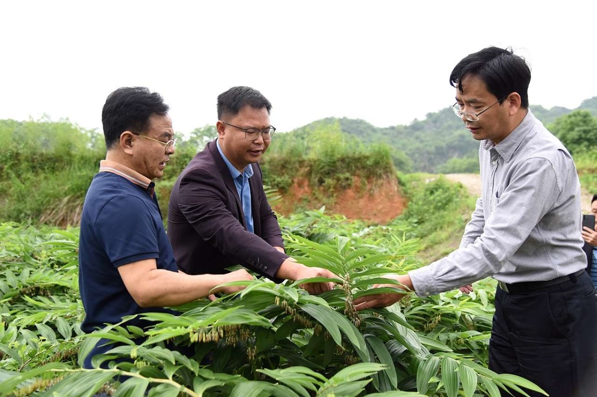 梅之南（右）、王学奎（左）老师在基地指导黄精生产技术