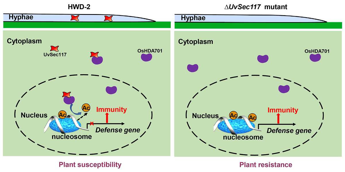 图2 稻曲菌效应蛋白UvSec117的致病分子模型