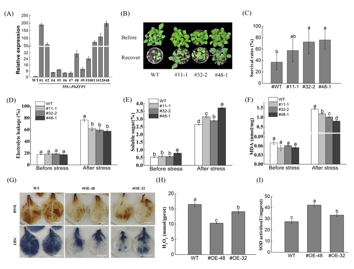 超量表达PhZFP1转基因矮牵牛提高转基因植物的耐寒性
