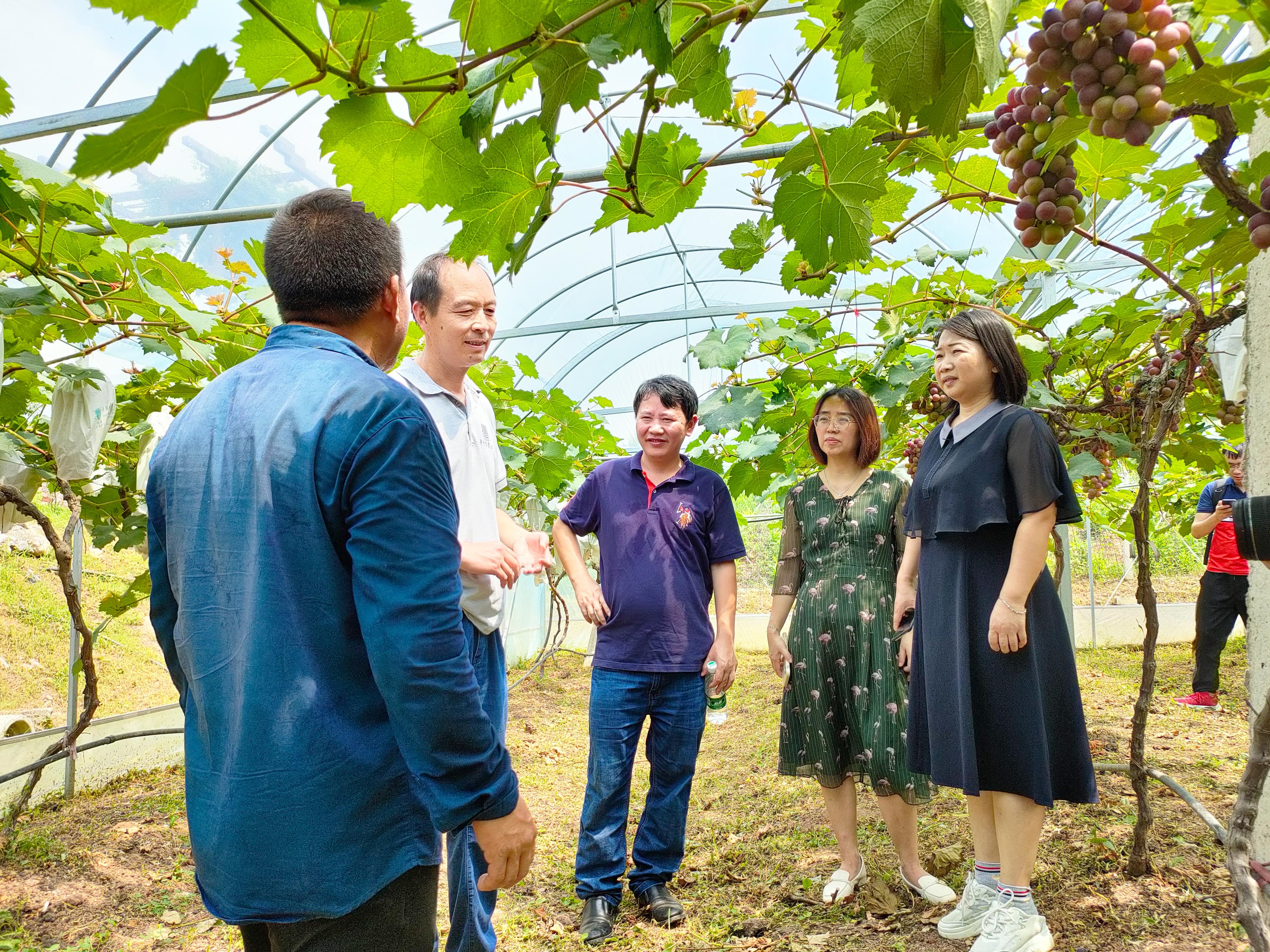 园艺林学学院果树专家郭大勇向农户讲解葡萄栽培知识（通讯员 余智勍  摄）