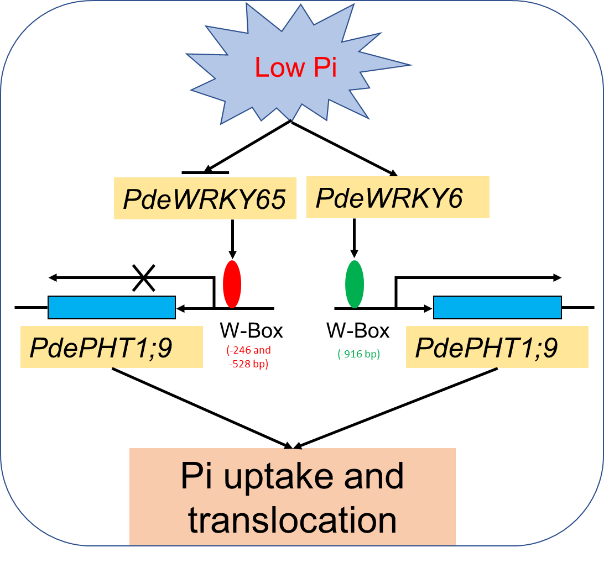 杨树中PdeWRKY65、PdeWRKY6和PdePHT1;9共同参与无机磷含量调控的模型