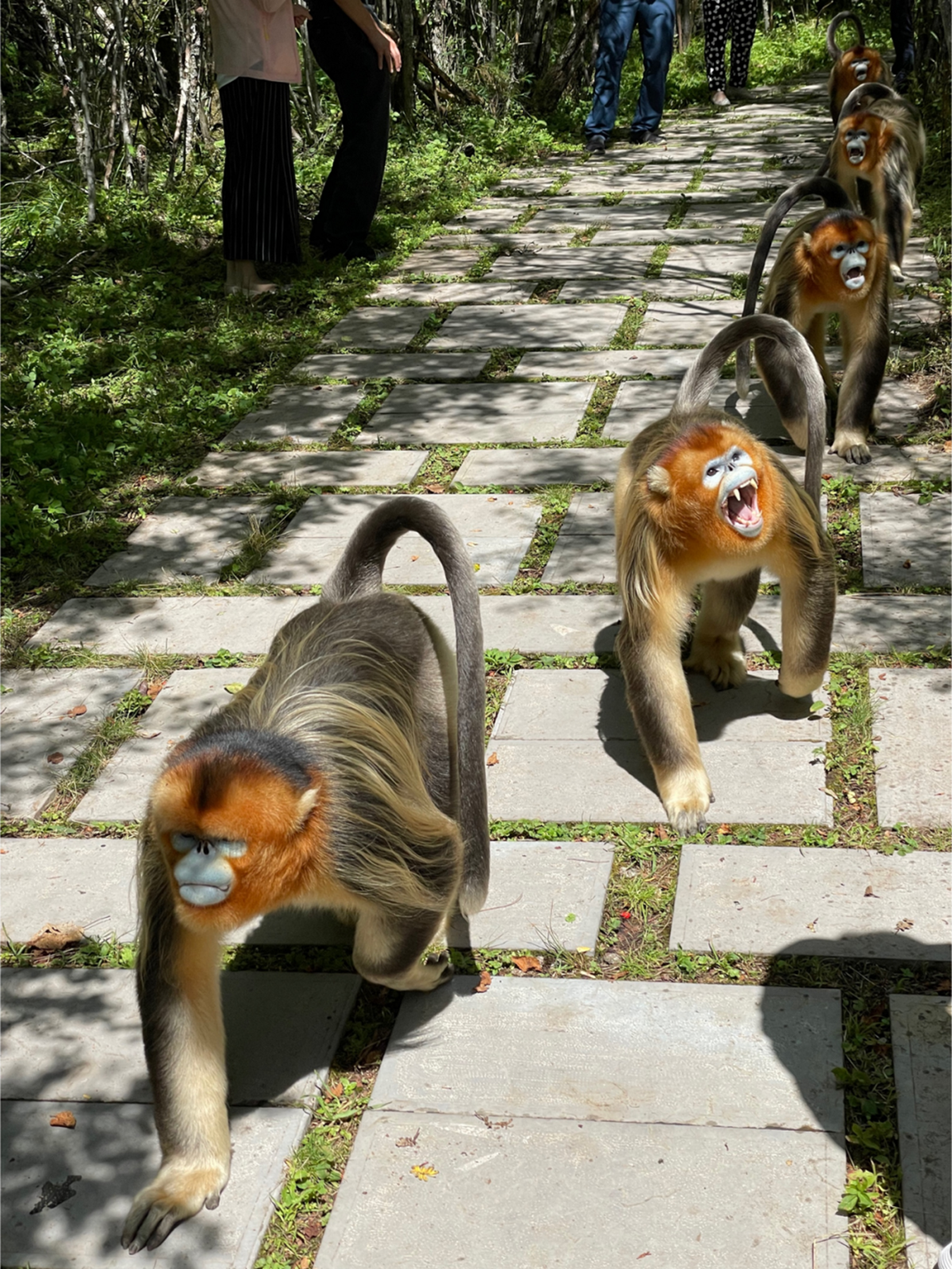 列队行进的川金丝猴与游客互动
