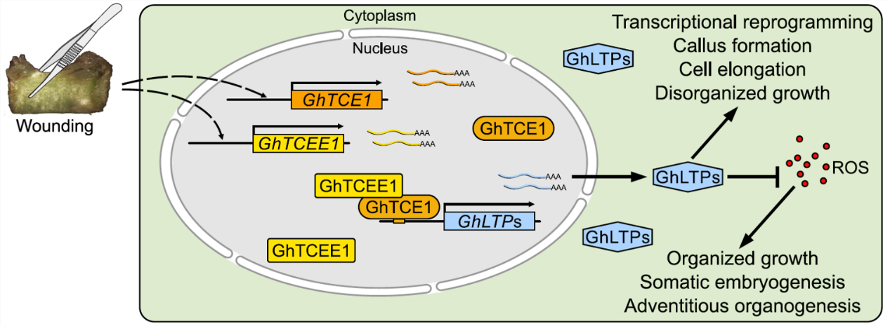 图3 GhTCE1-GhTCEE1互作模块调控细胞命运转换的模型