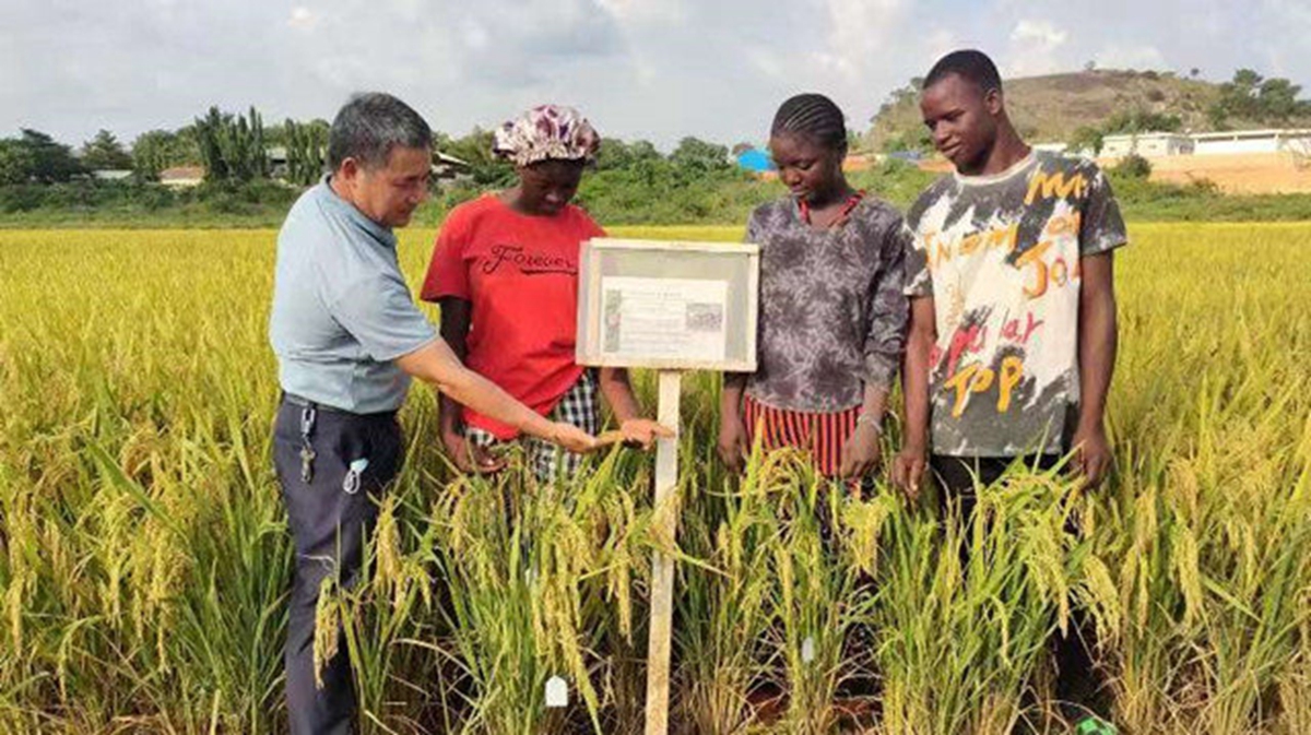 中国优势水稻品种落地西非国家（来源：比尔及梅琳达·盖茨基金会）