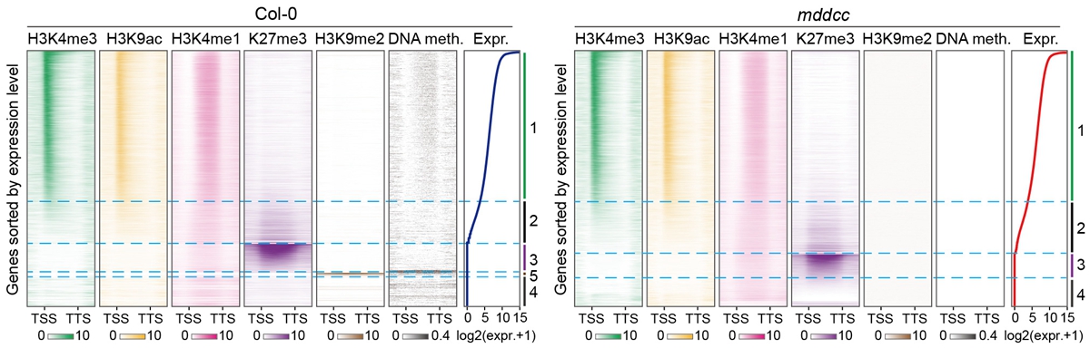 DNA甲基化完全缺失材料中组蛋白修饰类型和基因转录情况