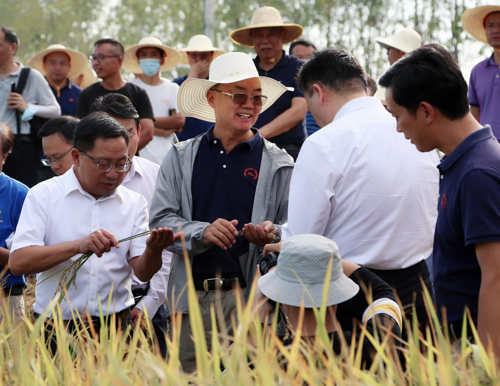 中国科学院院士、华中农业大学张启发教授（前左二）在观察黑稻成熟情况