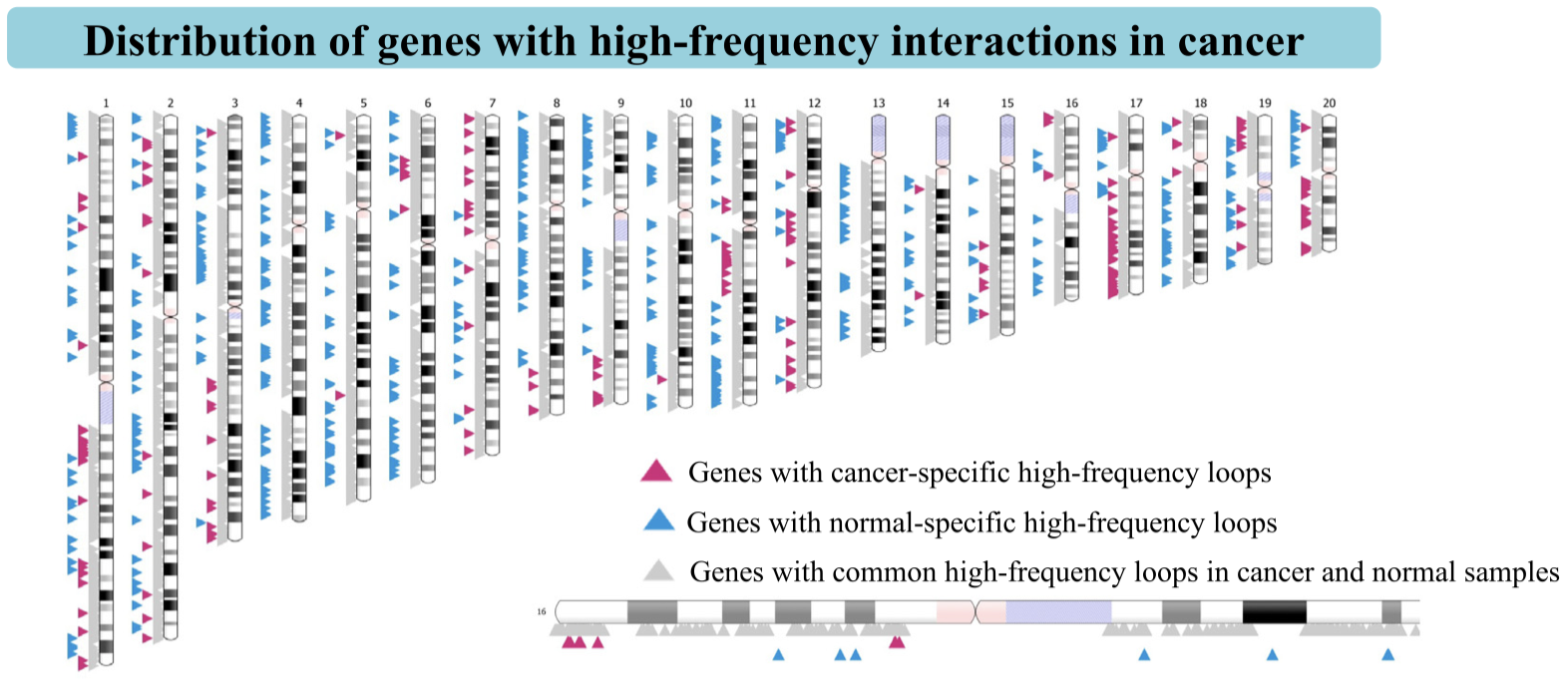 图4. 癌症高频交互基因在染色体上的分布