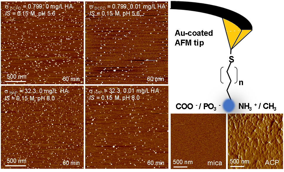 图1. （左）云母（mica）表面ACP成核的原子力图像。HA的加入，成核的ACP显著减少。（右）单分子力谱实验定量表征HA与ACP/mica的相互作用。