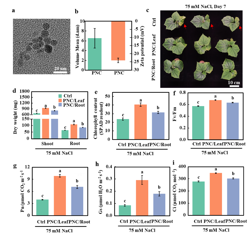 图1  叶施和根施CeO2 NPs对盐胁迫下黄瓜幼苗表型的影响(1)