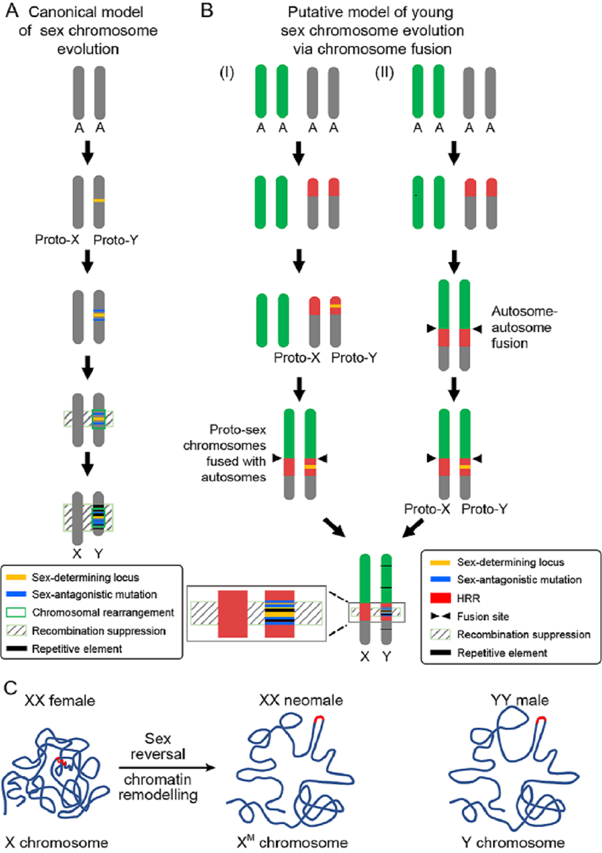 图3 黄颡鱼性染色体演化及三维结构重塑模型