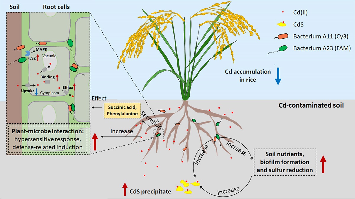 微生物修复水稻镉污染机制图