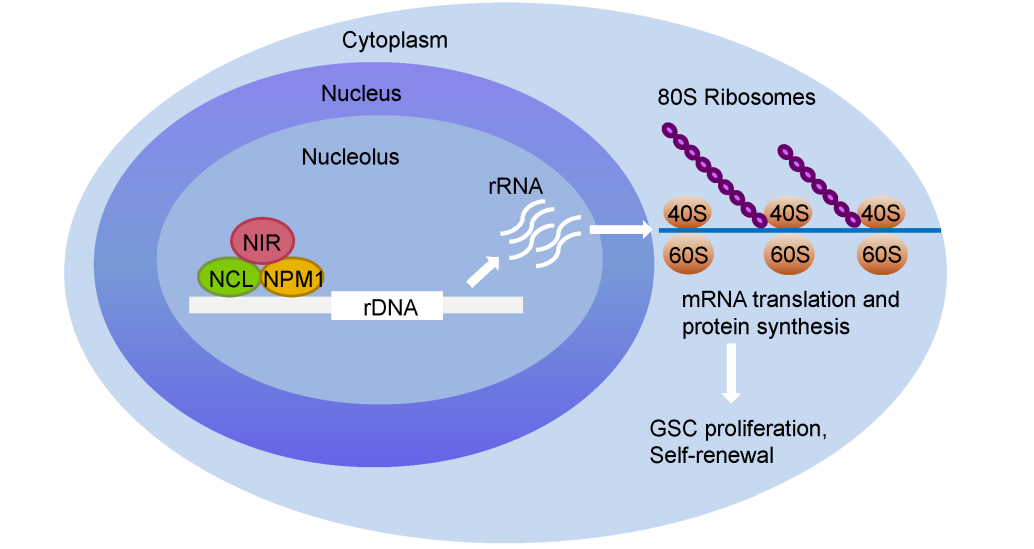 图2. NIR促进胶质瘤干细胞核糖体生物发生的模式图