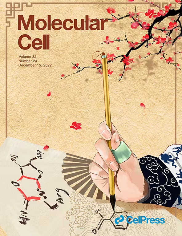 团队设计的封面被选为Molecular Cell 选为封面故事（李姗 供图）