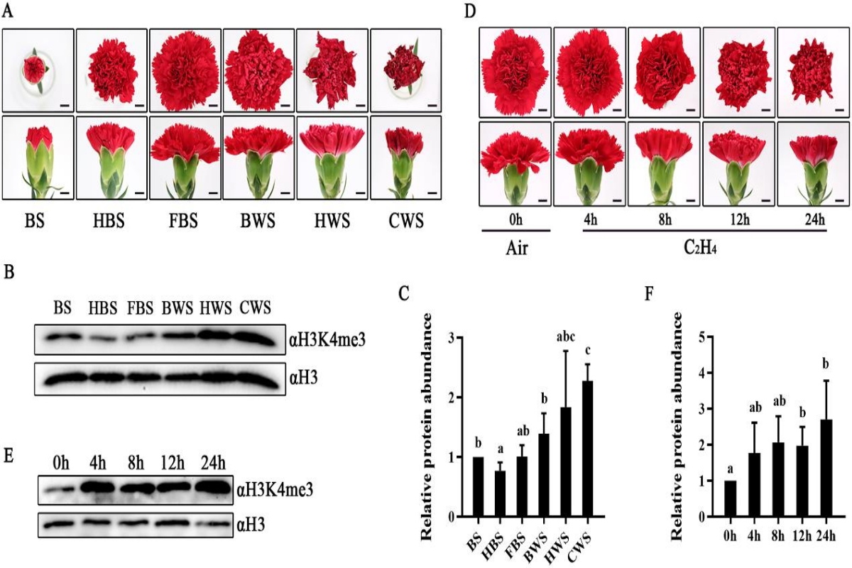 图1. 组蛋白H3K4me3修饰水平在康乃馨花瓣衰老过程中显著增加(1)