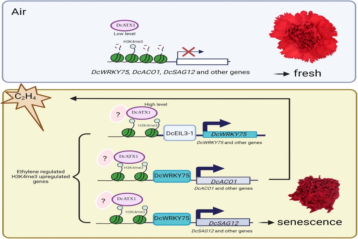图4. 组蛋白H3K4甲基转移酶DcATX1调控乙烯诱导的康乃馨花瓣衰老的工作模型(1)