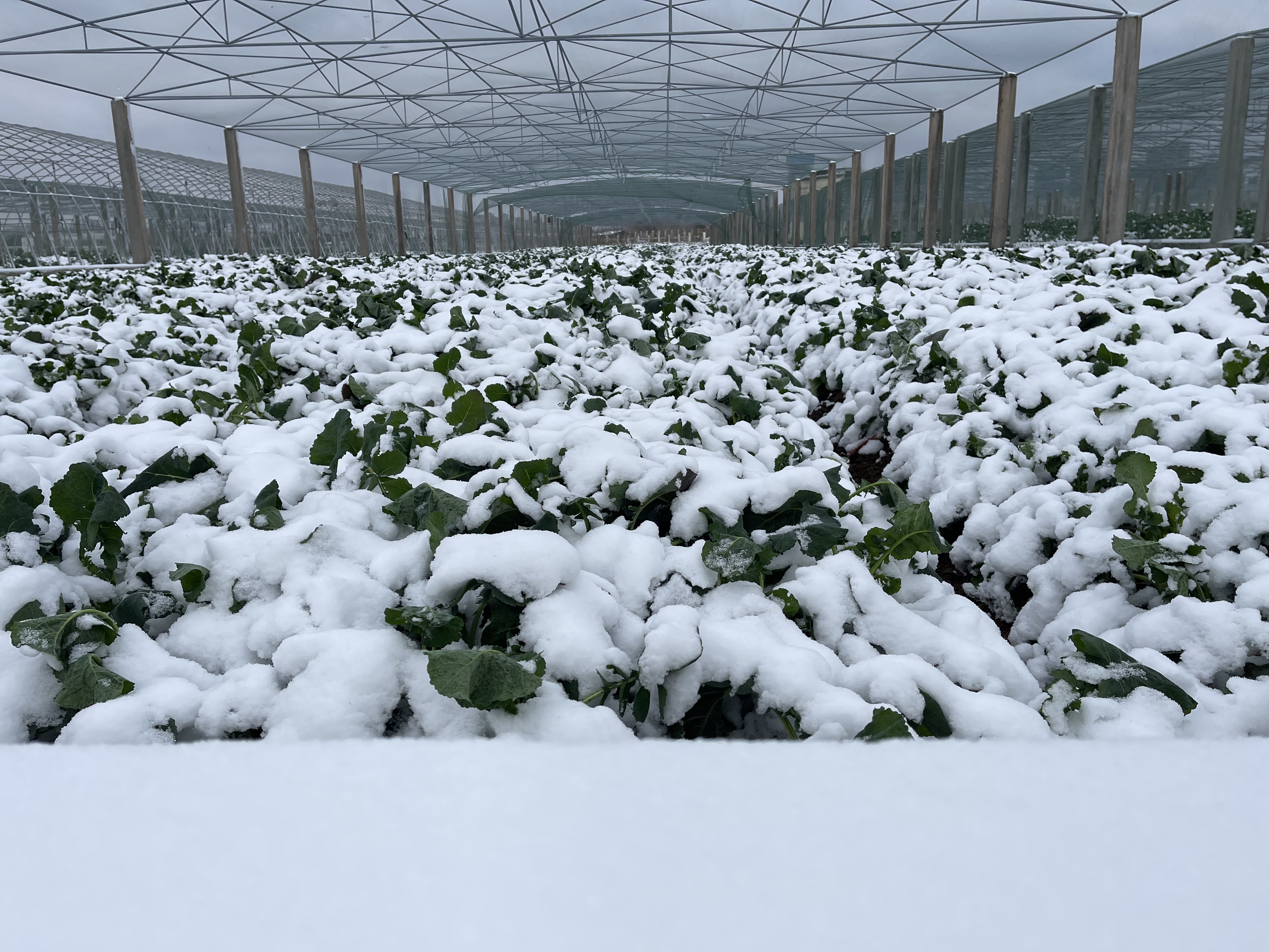 科研基地内，作物盖上了“雪被子”（张拥军 摄）
