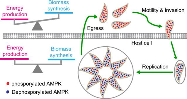 图1. AMPK在弓形虫裂解循环中的代谢重编程作用与机制模型