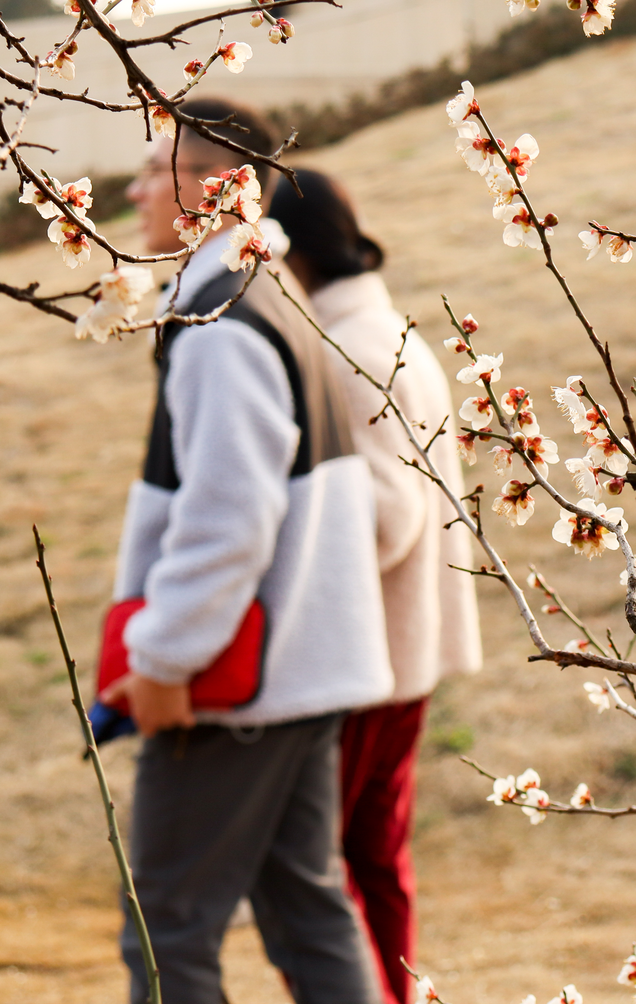 16 透过梅花的“我们”（学通社记者 姬心怡 摄）_cr