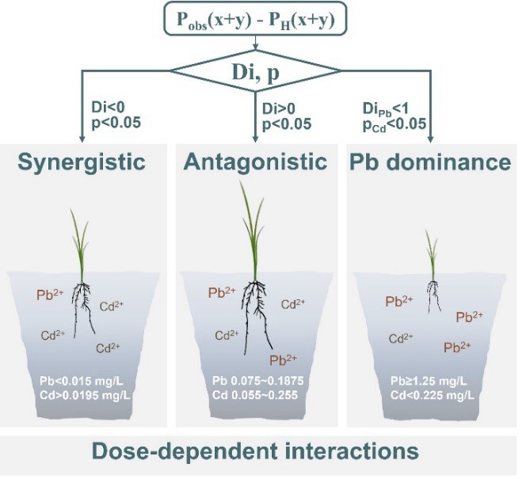 图2 Pb-Cd复合污染对水稻根伸长的剂量主导交互作用行为