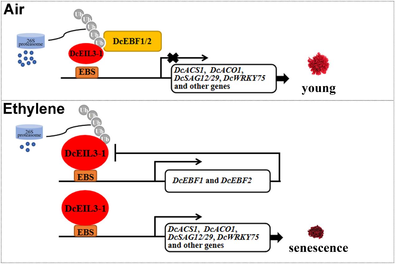 图4. DcEBF1/2与DcEIL3-1交互作用共同调控乙烯诱导的康乃馨花瓣衰老的工作模型
