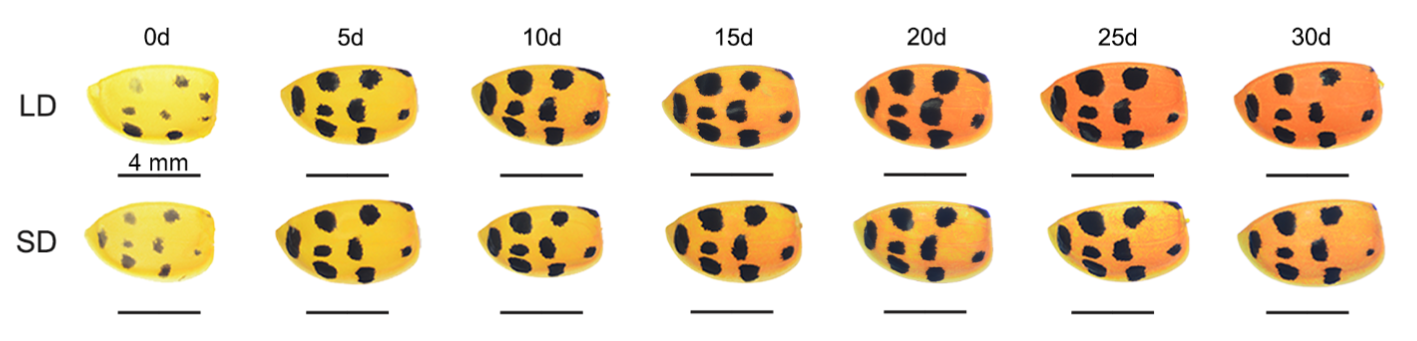 图1 LD和SD条件下异色瓢虫雌成虫鞘翅颜色差异