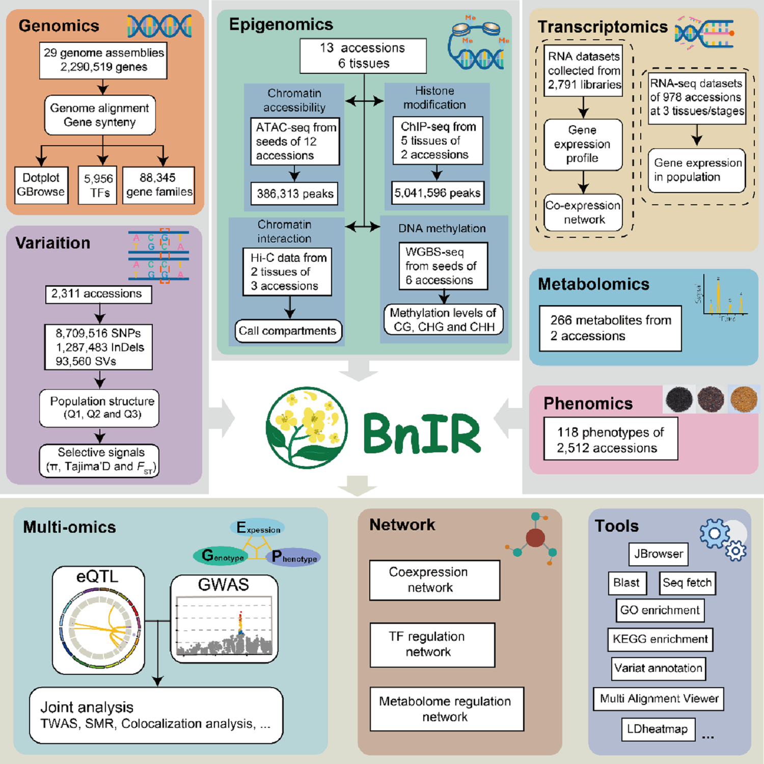 图2 油菜多组学数据库BnIR的构建流程和功能