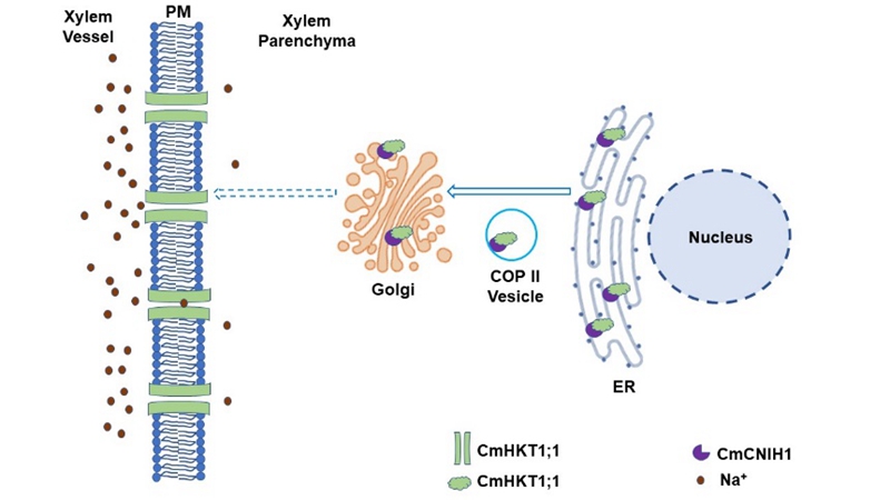图3 CmCNIH1调控CmHKT1;1介导南瓜盐胁迫响应的工作模型