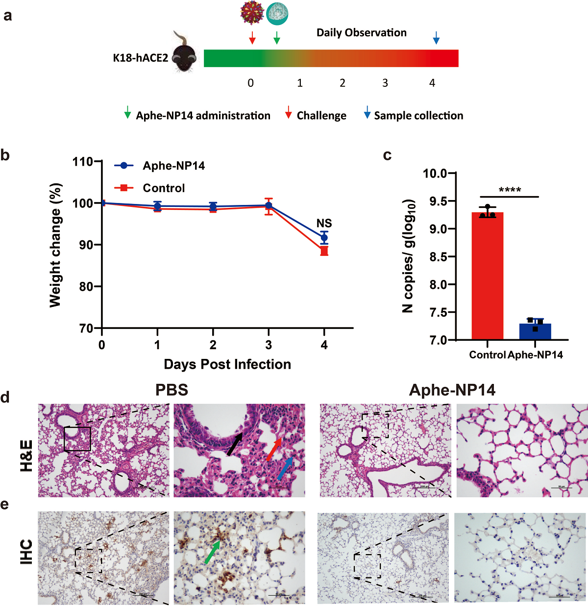 图3 Aphe-NP14对 SARS-CoV-2感染K18-hACE2转基因小鼠的体内抑制作用