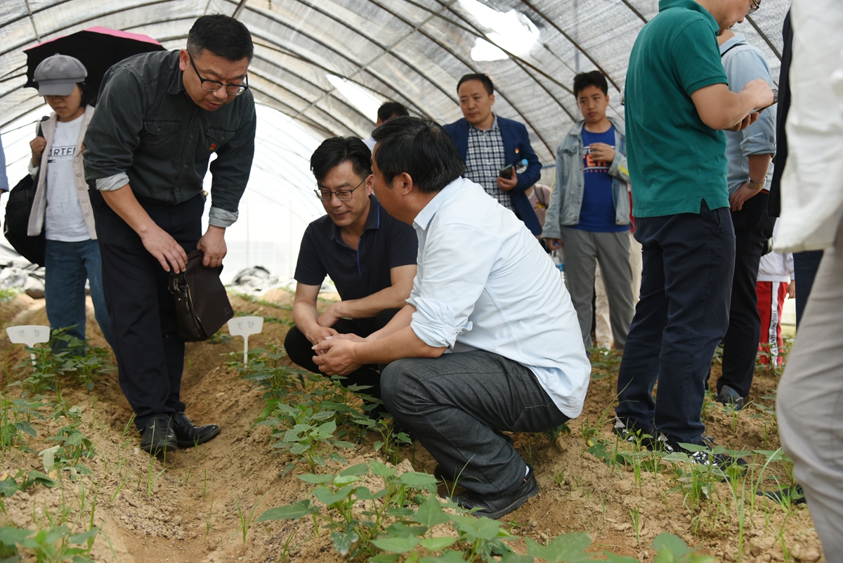 2021.5.22红安指导红薯脱毒苗生产