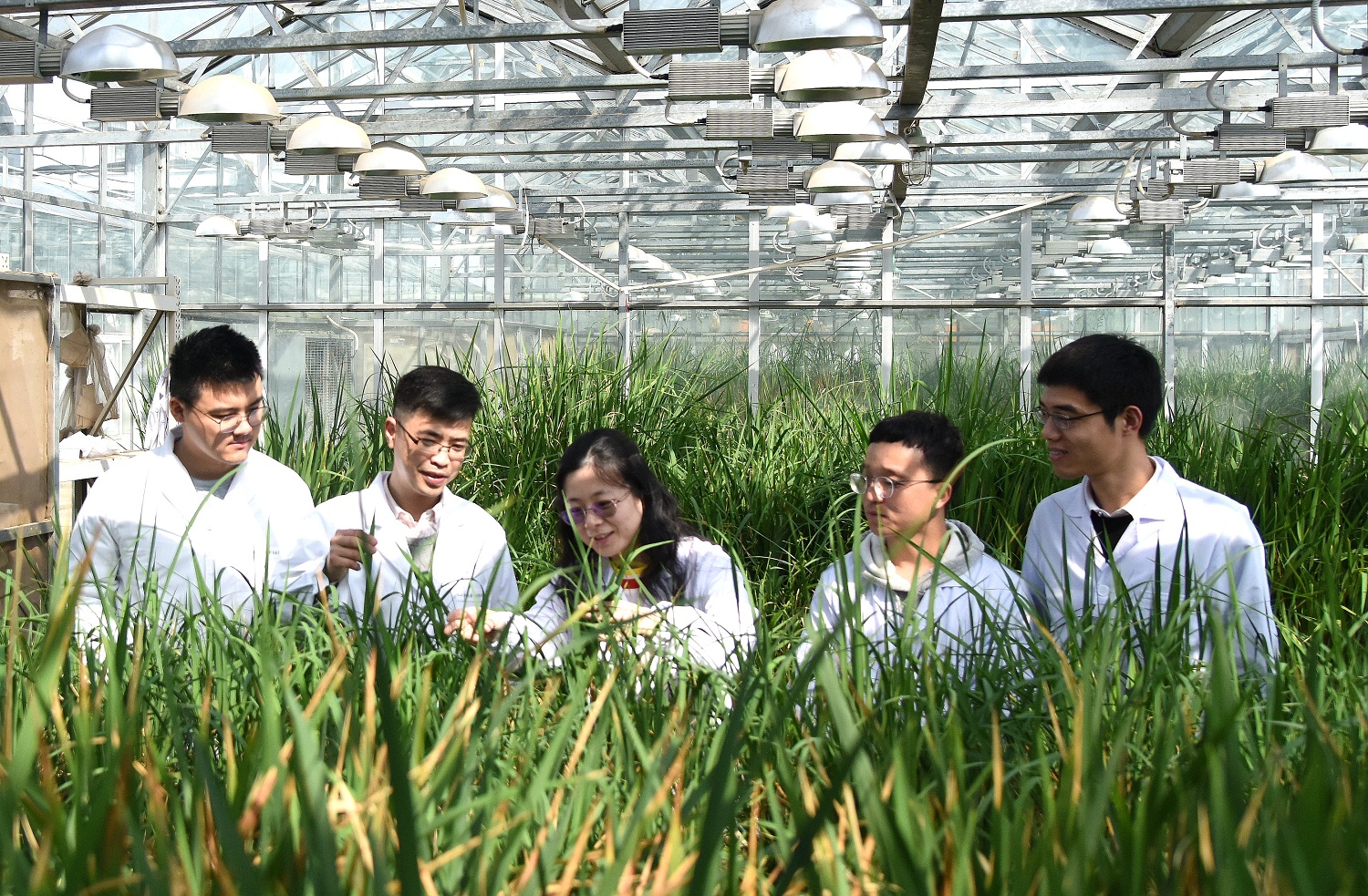 欧阳亦聃教授（中）、米甲明副教授（左二）与同学们一起在水稻温室交流探讨（匡敏 摄）