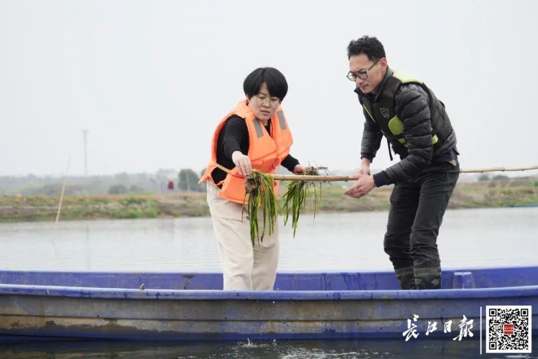 张秀梅（左）在塘中查看水草长势