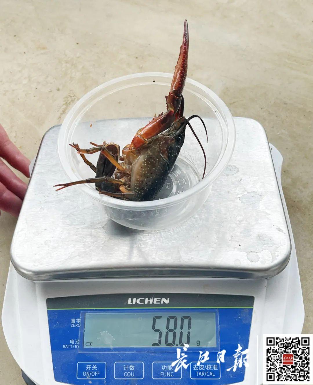 一只小龙虾重量可达58克