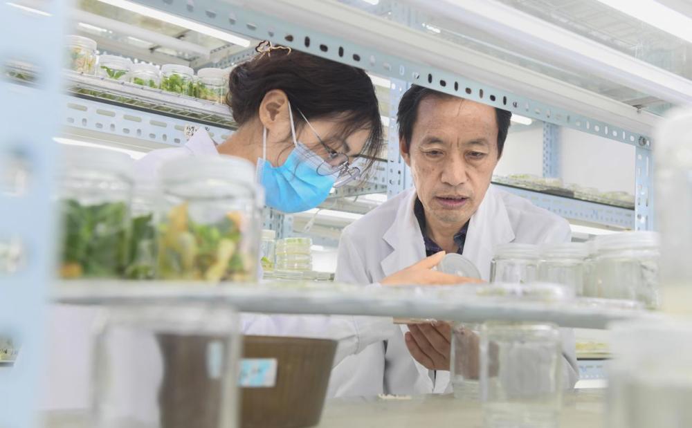 　5月5日，包满珠（右一）在实验室指导学生培育新品种。新华每日电讯记者程敏摄